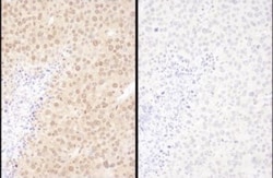 WWOX Antibody, Novus Biologicals 0.1mg; Unlabeled:Antibodies, Polyclonal